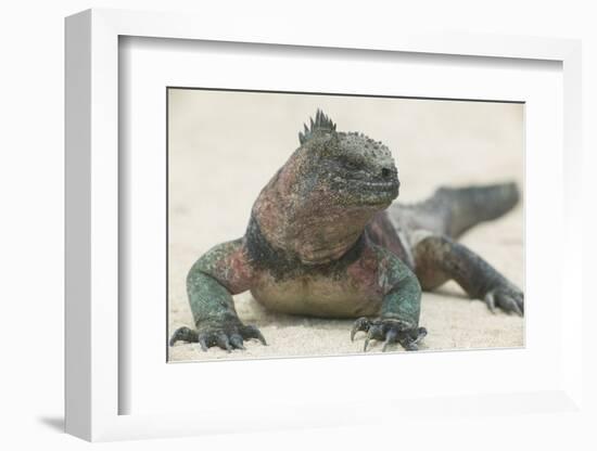 Marine Iguana in the Sand-DLILLC-Framed Photographic Print