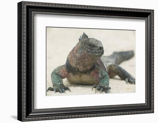 Marine Iguana in the Sand-DLILLC-Framed Photographic Print