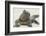 Marine Iguana in the Sand-DLILLC-Framed Photographic Print