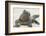 Marine Iguana in the Sand-DLILLC-Framed Photographic Print