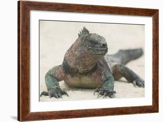 Marine Iguana in the Sand-DLILLC-Framed Photographic Print