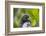 Marine Iguana Lounging on a Limb-DLILLC-Framed Photographic Print