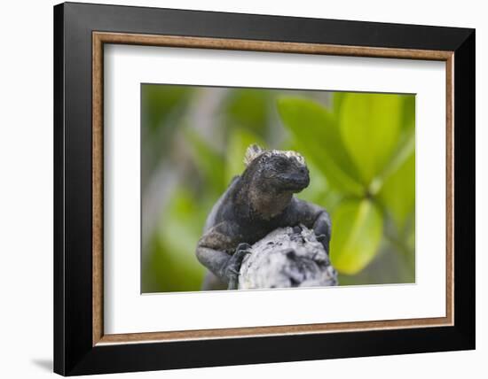 Marine Iguana Lounging on a Limb-DLILLC-Framed Photographic Print