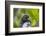 Marine Iguana Lounging on a Limb-DLILLC-Framed Photographic Print