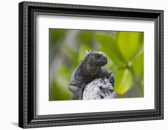 Marine Iguana Lounging on a Limb-DLILLC-Framed Photographic Print