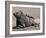 Marine Iguana, Port Egas (James Bay) Isla Santiago (Santiago Island), Galapagos Islands-Michael DeFreitas-Framed Photographic Print