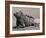 Marine Iguana, Port Egas (James Bay) Isla Santiago (Santiago Island), Galapagos Islands-Michael DeFreitas-Framed Photographic Print