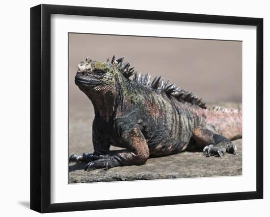 Marine Iguana, Port Egas (James Bay) Isla Santiago (Santiago Island), Galapagos Islands-Michael DeFreitas-Framed Photographic Print