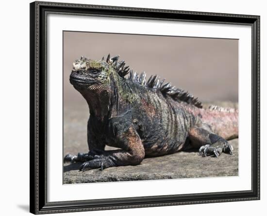 Marine Iguana, Port Egas (James Bay) Isla Santiago (Santiago Island), Galapagos Islands-Michael DeFreitas-Framed Photographic Print