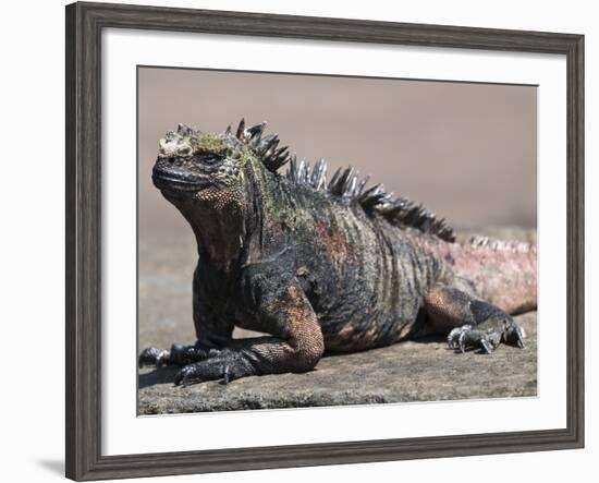 Marine Iguana, Port Egas (James Bay) Isla Santiago (Santiago Island), Galapagos Islands-Michael DeFreitas-Framed Photographic Print