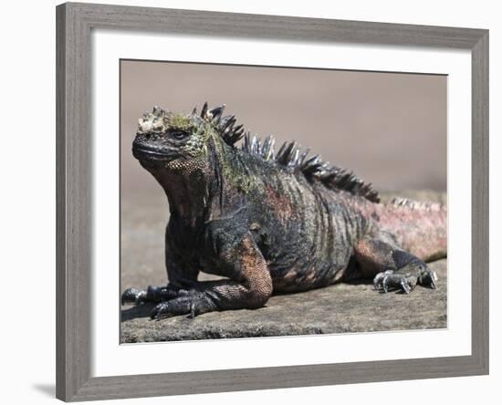 Marine Iguana, Port Egas (James Bay) Isla Santiago (Santiago Island), Galapagos Islands-Michael DeFreitas-Framed Photographic Print