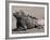 Marine Iguana, Port Egas (James Bay) Isla Santiago (Santiago Island), Galapagos Islands-Michael DeFreitas-Framed Photographic Print