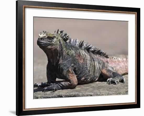 Marine Iguana, Port Egas (James Bay) Isla Santiago (Santiago Island), Galapagos Islands-Michael DeFreitas-Framed Photographic Print