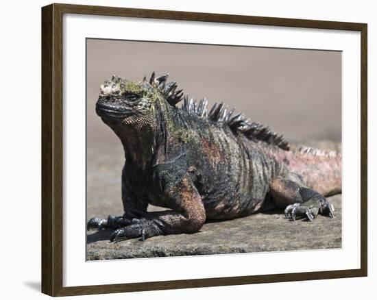 Marine Iguana, Port Egas (James Bay) Isla Santiago (Santiago Island), Galapagos Islands-Michael DeFreitas-Framed Photographic Print