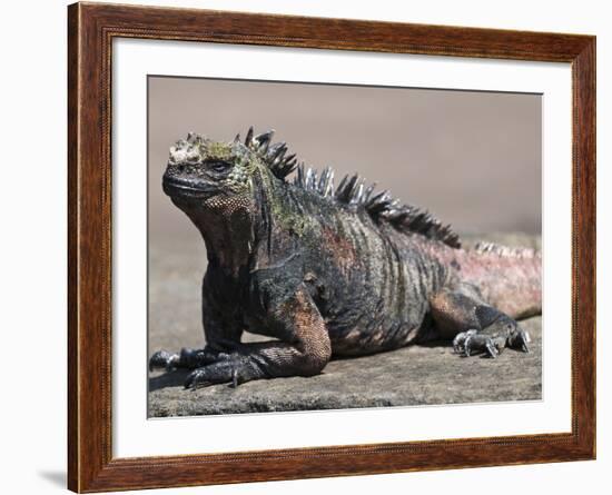 Marine Iguana, Port Egas (James Bay) Isla Santiago (Santiago Island), Galapagos Islands-Michael DeFreitas-Framed Photographic Print