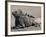 Marine Iguana, Port Egas (James Bay) Isla Santiago (Santiago Island), Galapagos Islands-Michael DeFreitas-Framed Photographic Print