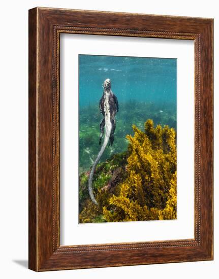 Marine iguana swimming away after feeding, Galapagos-Tui De Roy-Framed Photographic Print