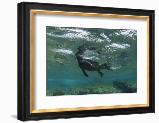 Marine Iguana Underwater, Fernandina Island, Galapagos, Ecuador-Pete Oxford-Framed Photographic Print