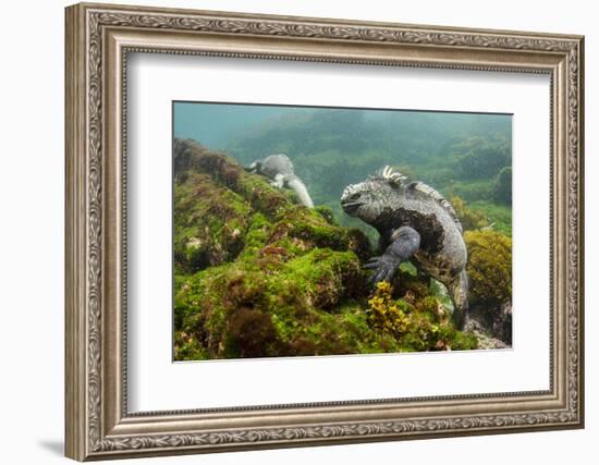 Marine Iguana Underwater, Fernandina Island, Galapagos, Ecuador-Pete Oxford-Framed Photographic Print