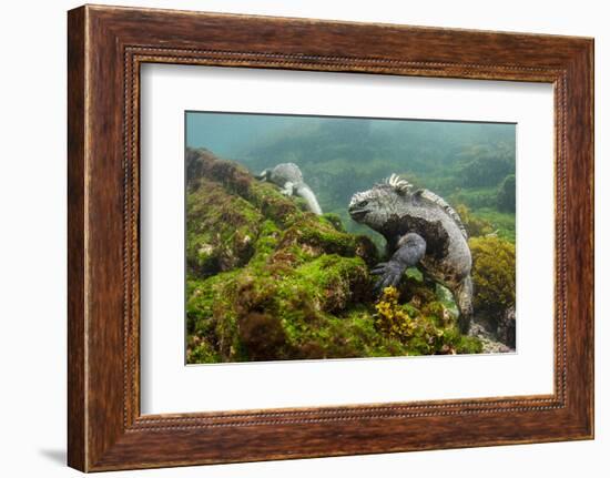 Marine Iguana Underwater, Fernandina Island, Galapagos, Ecuador-Pete Oxford-Framed Photographic Print