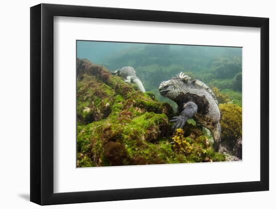 Marine Iguana Underwater, Fernandina Island, Galapagos, Ecuador-Pete Oxford-Framed Photographic Print