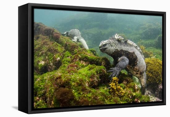 Marine Iguana Underwater, Fernandina Island, Galapagos, Ecuador-Pete Oxford-Framed Premier Image Canvas