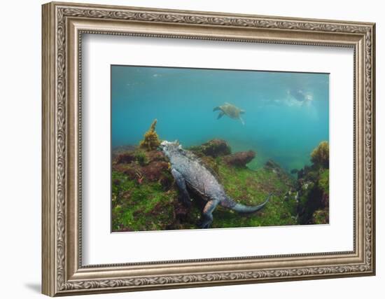 Marine Iguana Underwater, Fernandina Island, Galapagos, Ecuador-Pete Oxford-Framed Photographic Print