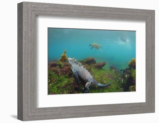 Marine Iguana Underwater, Fernandina Island, Galapagos, Ecuador-Pete Oxford-Framed Photographic Print