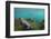 Marine Iguana Underwater, Fernandina Island, Galapagos, Ecuador-Pete Oxford-Framed Photographic Print