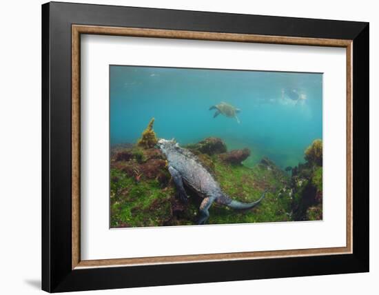 Marine Iguana Underwater, Fernandina Island, Galapagos, Ecuador-Pete Oxford-Framed Photographic Print