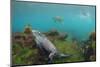 Marine Iguana Underwater, Fernandina Island, Galapagos, Ecuador-Pete Oxford-Mounted Photographic Print