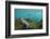 Marine Iguana Underwater, Fernandina Island, Galapagos, Ecuador-Pete Oxford-Framed Photographic Print