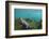 Marine Iguana Underwater, Fernandina Island, Galapagos, Ecuador-Pete Oxford-Framed Photographic Print