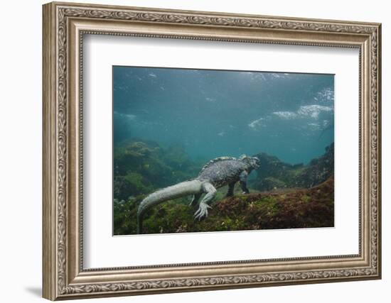 Marine Iguana Underwater, Fernandina Island, Galapagos, Ecuador-Pete Oxford-Framed Photographic Print