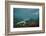 Marine Iguana Underwater, Fernandina Island, Galapagos, Ecuador-Pete Oxford-Framed Photographic Print