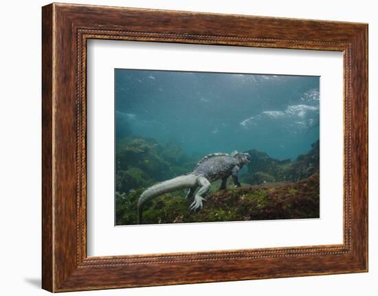 Marine Iguana Underwater, Fernandina Island, Galapagos, Ecuador-Pete Oxford-Framed Photographic Print