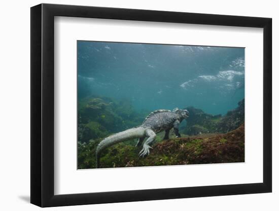 Marine Iguana Underwater, Fernandina Island, Galapagos, Ecuador-Pete Oxford-Framed Photographic Print