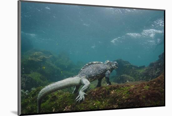 Marine Iguana Underwater, Fernandina Island, Galapagos, Ecuador-Pete Oxford-Mounted Photographic Print