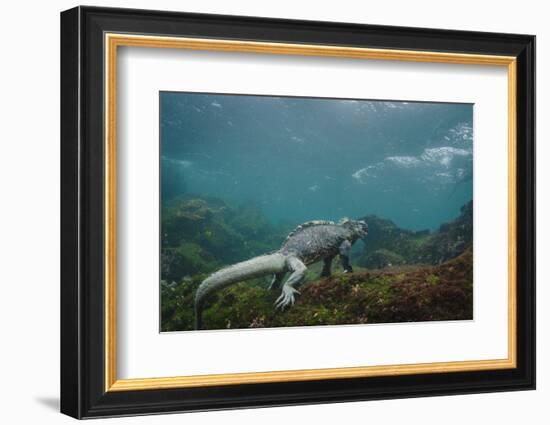 Marine Iguana Underwater, Fernandina Island, Galapagos, Ecuador-Pete Oxford-Framed Photographic Print