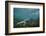 Marine Iguana Underwater, Fernandina Island, Galapagos, Ecuador-Pete Oxford-Framed Photographic Print