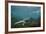 Marine Iguana Underwater, Fernandina Island, Galapagos, Ecuador-Pete Oxford-Framed Photographic Print