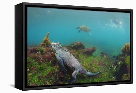 Marine Iguana Underwater, Fernandina Island, Galapagos, Ecuador-Pete Oxford-Framed Premier Image Canvas