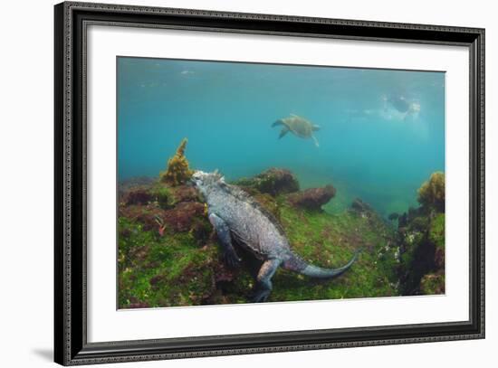 Marine Iguana Underwater, Fernandina Island, Galapagos, Ecuador-Pete Oxford-Framed Photographic Print