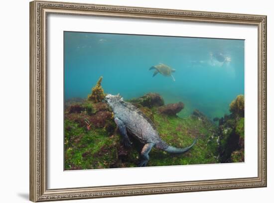 Marine Iguana Underwater, Fernandina Island, Galapagos, Ecuador-Pete Oxford-Framed Photographic Print