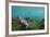 Marine Iguana Underwater, Fernandina Island, Galapagos, Ecuador-Pete Oxford-Framed Photographic Print