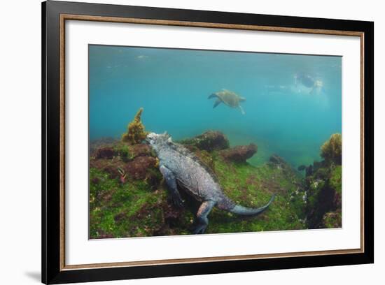 Marine Iguana Underwater, Fernandina Island, Galapagos, Ecuador-Pete Oxford-Framed Photographic Print