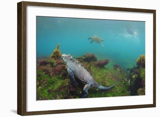 Marine Iguana Underwater, Fernandina Island, Galapagos, Ecuador-Pete Oxford-Framed Photographic Print