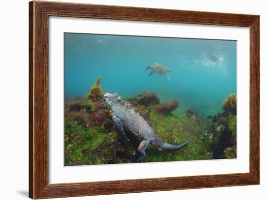 Marine Iguana Underwater, Fernandina Island, Galapagos, Ecuador-Pete Oxford-Framed Photographic Print