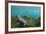 Marine Iguana Underwater, Fernandina Island, Galapagos, Ecuador-Pete Oxford-Framed Photographic Print