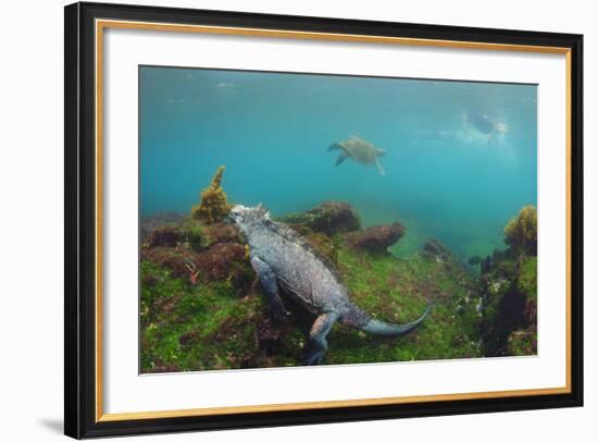 Marine Iguana Underwater, Fernandina Island, Galapagos, Ecuador-Pete Oxford-Framed Photographic Print